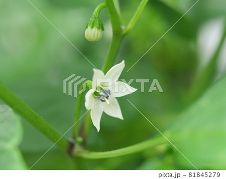 ししとうの花の写真素材