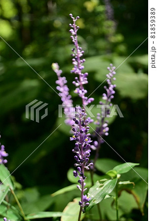 ミソハギ 花 お盆の花 夏の花の写真素材