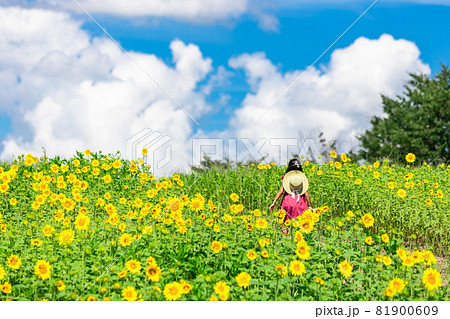 ひまわり畑 女の子 向日葵 子供の写真素材