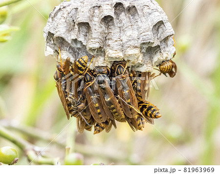 蜂の巣の写真素材 - PIXTA