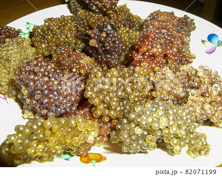 ブリコ 秋田 食べ物 ハタハタの写真素材 ブリコ 秋田 食べ物 ハタハタの写真素材