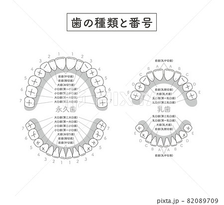 小臼歯のイラスト素材