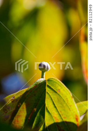 ハナミズキ 花芽 ハナミズキの花芽 花水木の花芽の写真素材