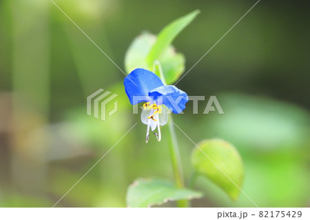 ホタルグサの写真素材