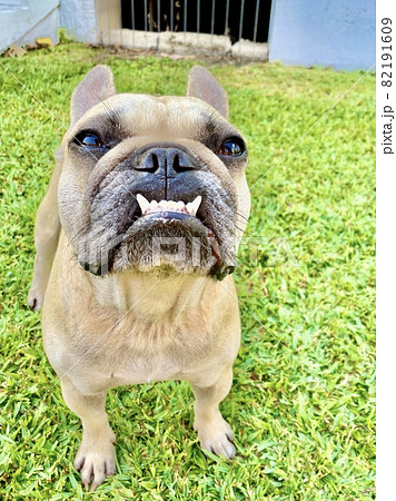 ブサカワ犬の写真素材