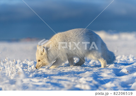 ツンドラ気候の写真素材
