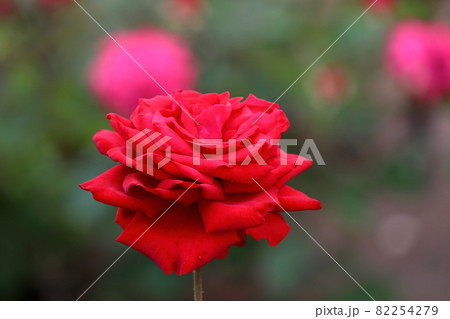 棘のある花の写真素材