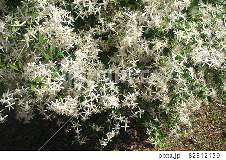 花言葉 安全 の写真素材