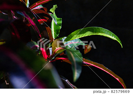 クロトン 花 沖縄 植物の写真素材