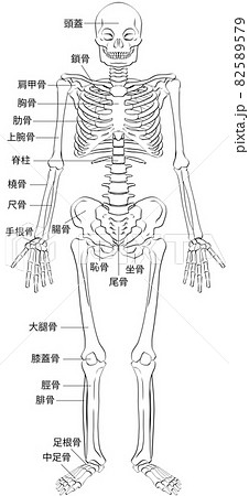 人体部位のイラスト素材