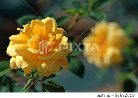 トゲのある花の写真素材