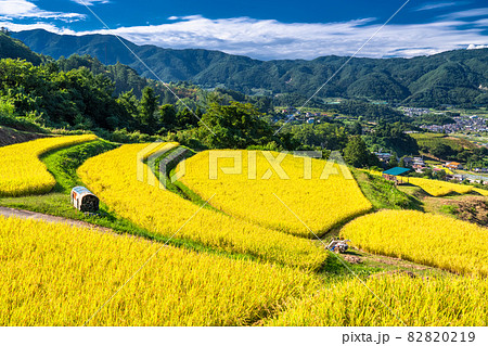 稲刈り風景の写真素材 - PIXTA