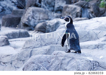 ファーストペンギンの写真素材