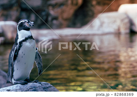 ファーストペンギンの写真素材