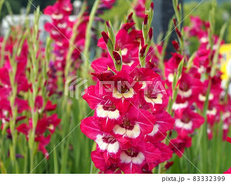 グラジオラス 花 雄しべ 雌しべの写真素材