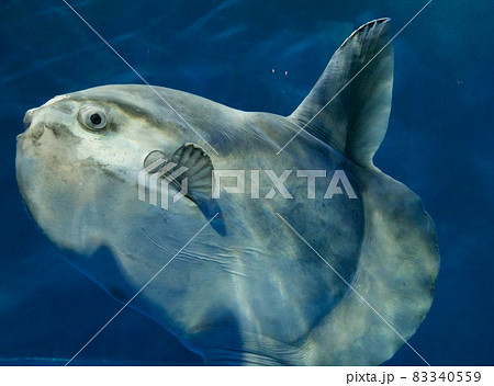 マンボウの写真素材集 ピクスタ