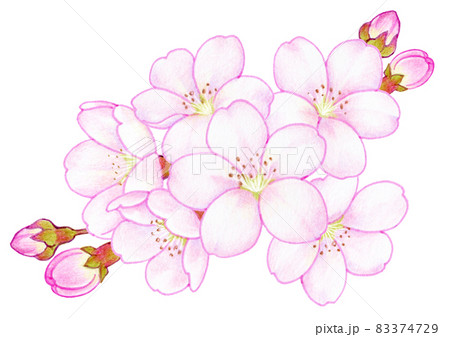 桜 花 春 色鉛筆画のイラスト素材 - PIXTA