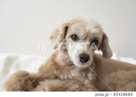 マルプーの写真素材