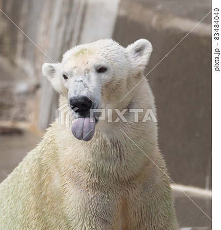 シロクマ 白熊 しろくま 舌の写真素材