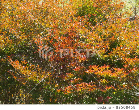 植え込みの写真素材 - PIXTA