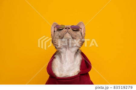 ねこ ネコ 猫 サングラスの写真素材