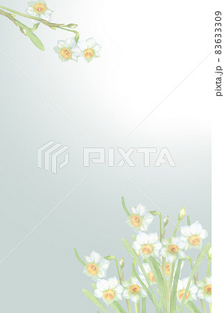 淡い水仙の花 はがきサイズのイラスト素材 [83633309] - PIXTA