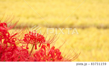 彼岸花 花 リコリス シンプルの写真素材