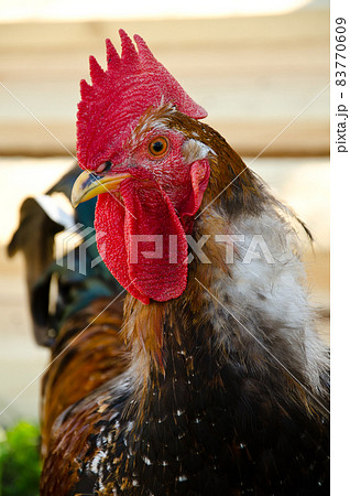 鳥 ニワトリ 横顔 鶏冠 トサカの写真素材