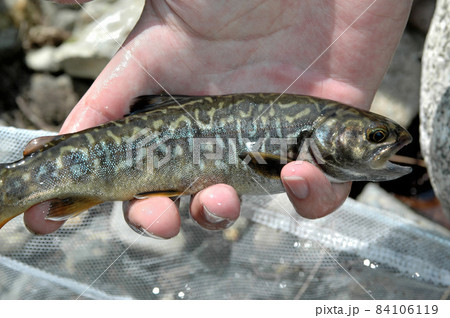 タイガートラウトの写真素材