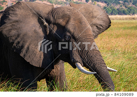 ゾウの食事の写真素材