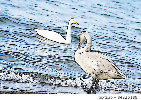 白鳥のイラスト素材集 ピクスタ