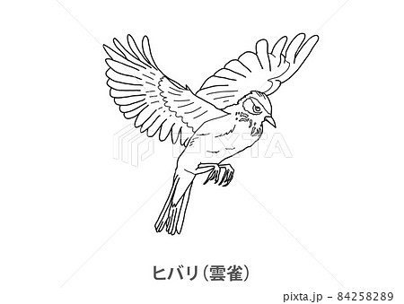 鳥 鳥類 動物 ヒバリのイラスト素材