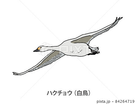 白鳥のイラスト素材集 ピクスタ