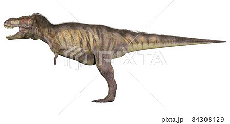 ティランノサウルスの写真素材