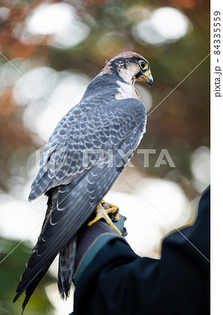 ハヤブサ 自然 鳥 かっこいいの写真素材