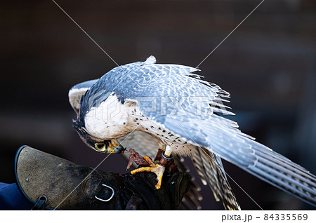 ハヤブサ 自然 鳥 かっこいいの写真素材