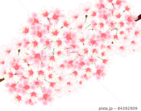 桜 かっこいい 背景 イラストのイラスト素材