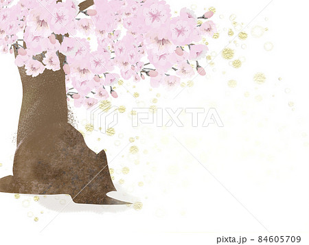 花 水彩画 八重桜 サクラの写真素材 - PIXTA