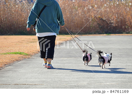 犬 後ろ姿 チワワ 自然の写真素材