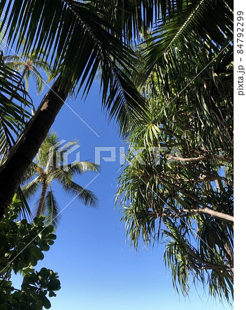 葉っぱ 空 木 下から見上げた空の写真素材
