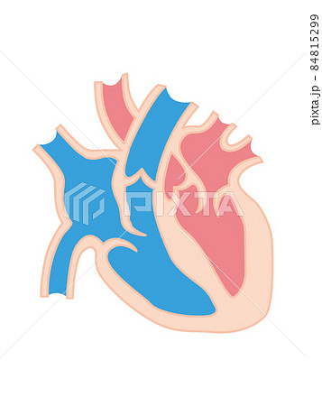 心臓解剖図のイラスト素材