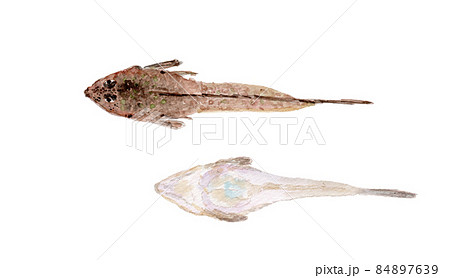 手描き 手書き イラスト 魚のイラスト素材