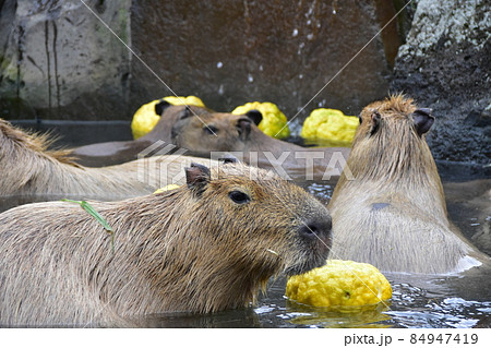 カピバラ温泉の写真素材