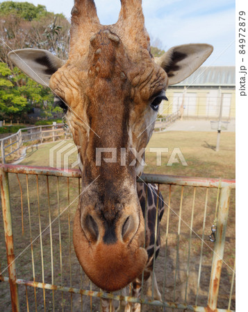 キリン アミメキリン 動物 正面の写真素材