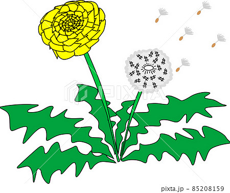 ベクター ベクター たんぽぽ 綿毛のイラスト素材