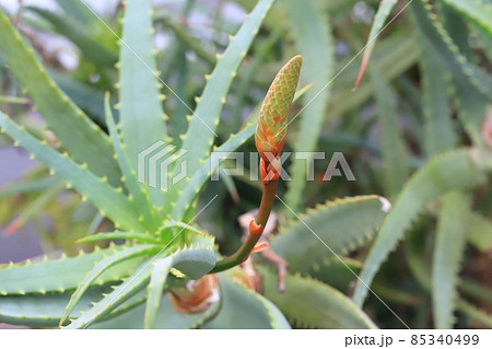 医者いらず 植物の写真素材