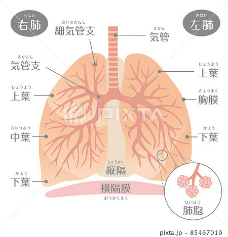 肺のイラスト素材