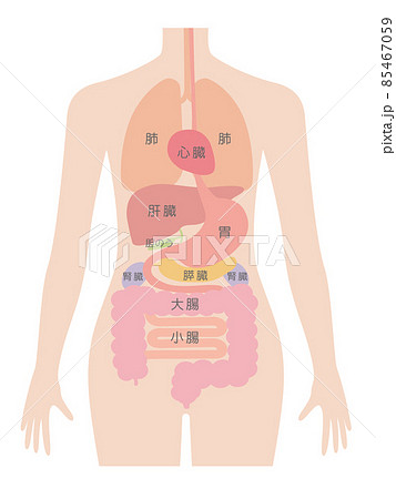 解剖図 内臓 人体図の写真素材 解剖図 内臓 人体図の写真素材