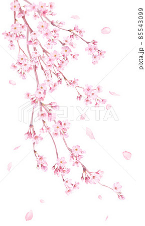 桜 イラスト 水彩 枝垂桜のイラスト素材 桜 イラスト 水彩 枝垂桜のイラスト素材
