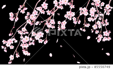 しだれ桜 夜桜 花 桜のイラスト素材